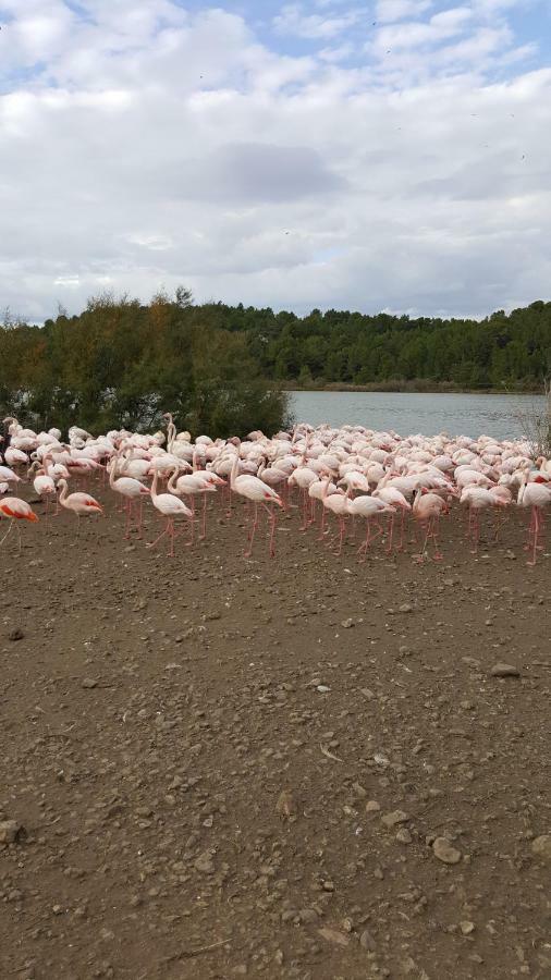 Le Flamant Rose * Port-la-Nouvelle